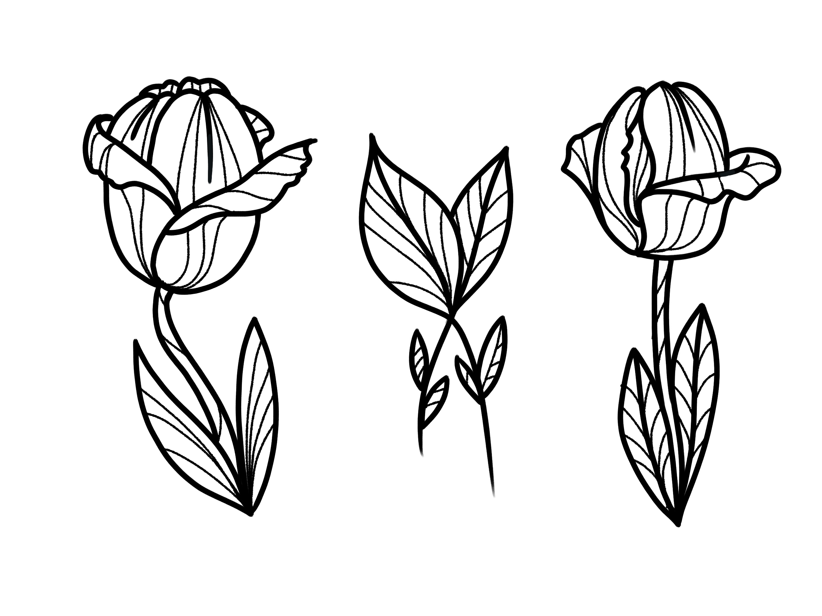 Black line-art studies of three tulips