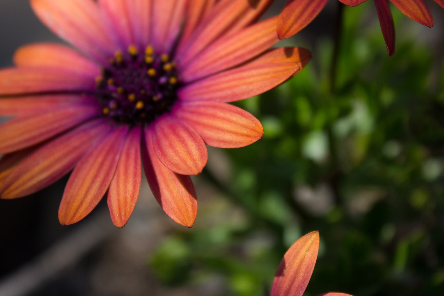 Flower Series 35